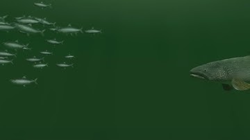 Lake Trout Jigging Cadence