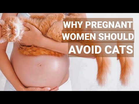 Bakit dapat iwasan ng mga buntis ang mga pusa? | Can Cats Cause Infertility to Pregnant Women?