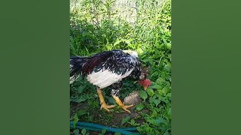 Kuv tus lau spingle rooster