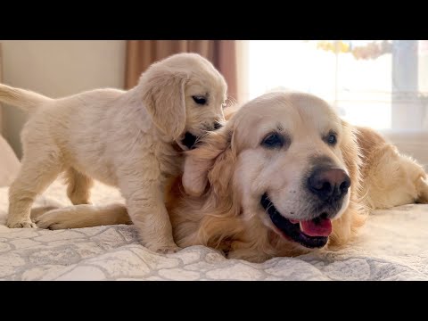 Video: 10 av den absolutt beste hunden redder du sannsynligvis ikke vet (men bør)