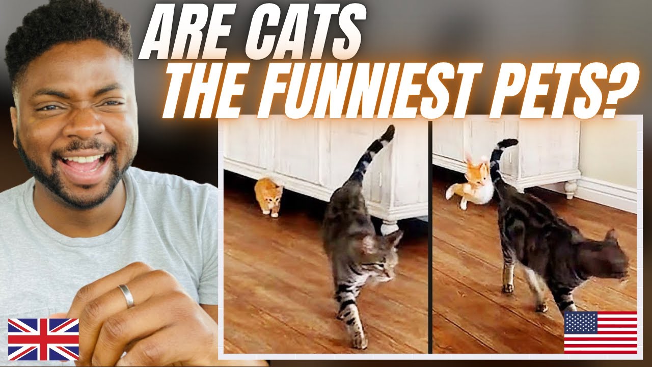 КОГДА ДОМАШНИЕ ЖИВОТНЫЕ ПЫТАЮТСЯ НАПАДАТЬ СКРЫТО! — Brit Reacts