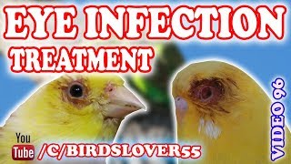 Birds ki Ank main Infection or Uska Ilaj, Pox in Birds, Hindi - Urdu full info & Treatment Video, 96 screenshot 5