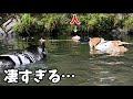 【レスキュー】助けに向かう柴犬とハスキーが凄すぎました…