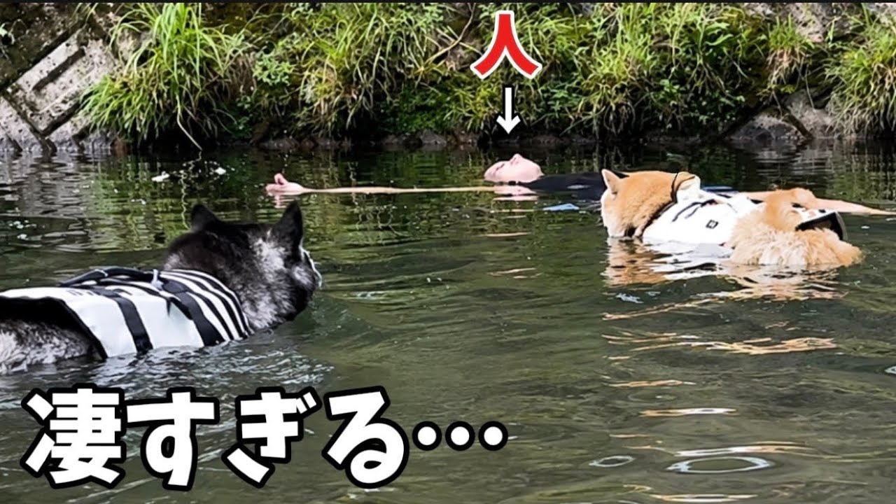 【レスキュー】助けに向かう柴犬とハスキーが凄すぎました…