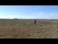 Bird dog training, Part 1, Introduction to birds Bird dog training, Part 1, Introduction to birds