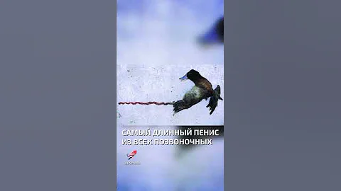 Пенис утки отрастает каждый сезон  - интересные факты о птицах