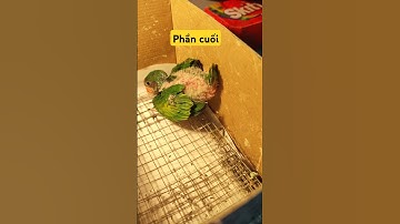 Phần cuối cứu chữa bé #vẹt #parrot #vetnguchong #pets #birds #vet #vetnon #vetnon #lovebirds