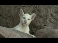 Itzae, el primer puma albino nacido en cautiverio en Nicaragua