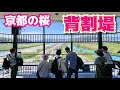 【京都・背割堤の桜】背割堤の桜ってどんな感じ？　 Kyoto,Cherry Blossoms