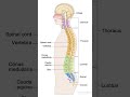 Spine Anatomy