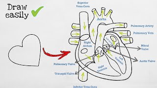 How to draw Human Heart diagram easily Step by step | मानव हृदय का चित्र | YouCanDraw