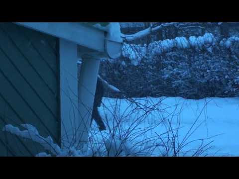 Sony HDR-CX116E test video and snowing a lot :)
