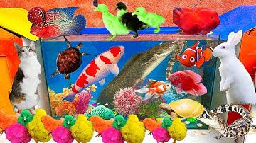 Bắt cá cảnh dễ thương, cá sấu tinh nghịch, bắt cá trê, con gà, vịt, con thỏ, cá vàng, cá guppy