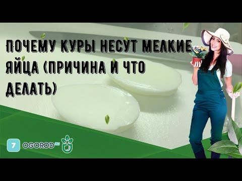 Вопрос: Какая птица несет самые крупные яйца, по отношению к своему размеру?