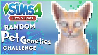 Curious Cats Indeed!!  Random Pet Genetics Challenge!!  Experiment #49