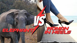 60 Kg WOMAN vs 4000 Kg ELEPHANT | Who Applies More Pressure | What is Pressure?