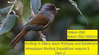 Birding in Silery Gaon Rishyap and Kolakham. No Guide. March-2022