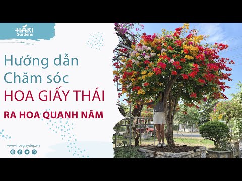 Hướng dẫn chăm sóc cây hoa giấy ngũ sắc tại nhà sao cho đẹp