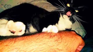 The Cat Attacks !!  { Slow Mo }