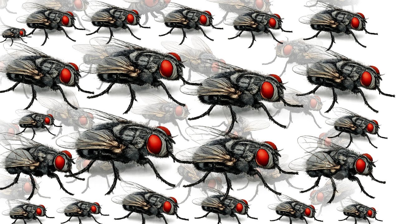 घरेलू मक्खी कितनी खतरनाक है? I housefly facts। Gharelu मक्खी,
