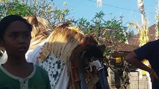 Barong bangkung galak