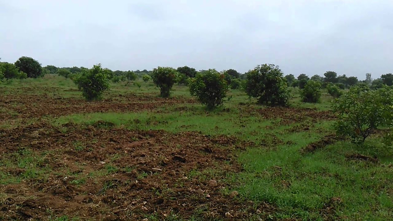 Mango garden in Hyderabad YouTube
