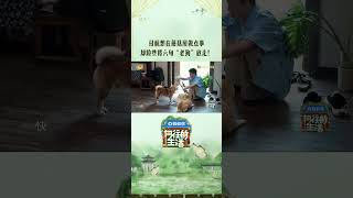 付航 本来应该从从容容 游刃有余 #向往的生活 #backtofield #向往的生活戏如人生