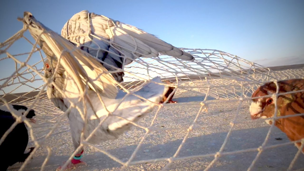 صيد صيد اليوم موهودج احمر مخلف