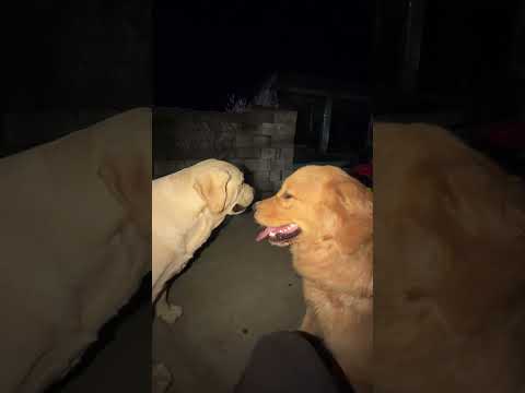 A Mysterious Dog Came to Play With Paker and Left thumbnail