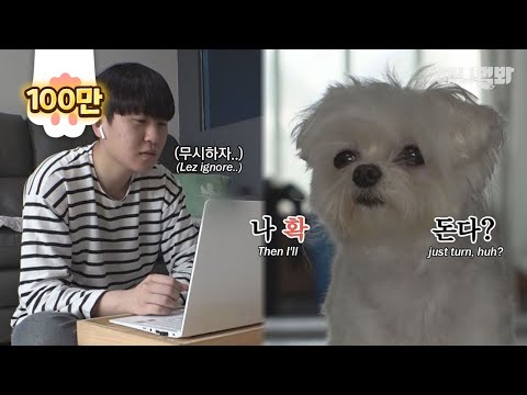 애견샵에 오래있던 강아지가 할 수 있었던 유일한 감정표현 방법ㅣShocking Emotional Expression A Dog Displays In A <strong>Cage</strong>
