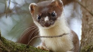 Забавная игра кота и горностая Забавная игра кота и горностая