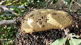 Inspecting Honey Bee Hive For Honey 🍯| Redraft Honey Bee Hive