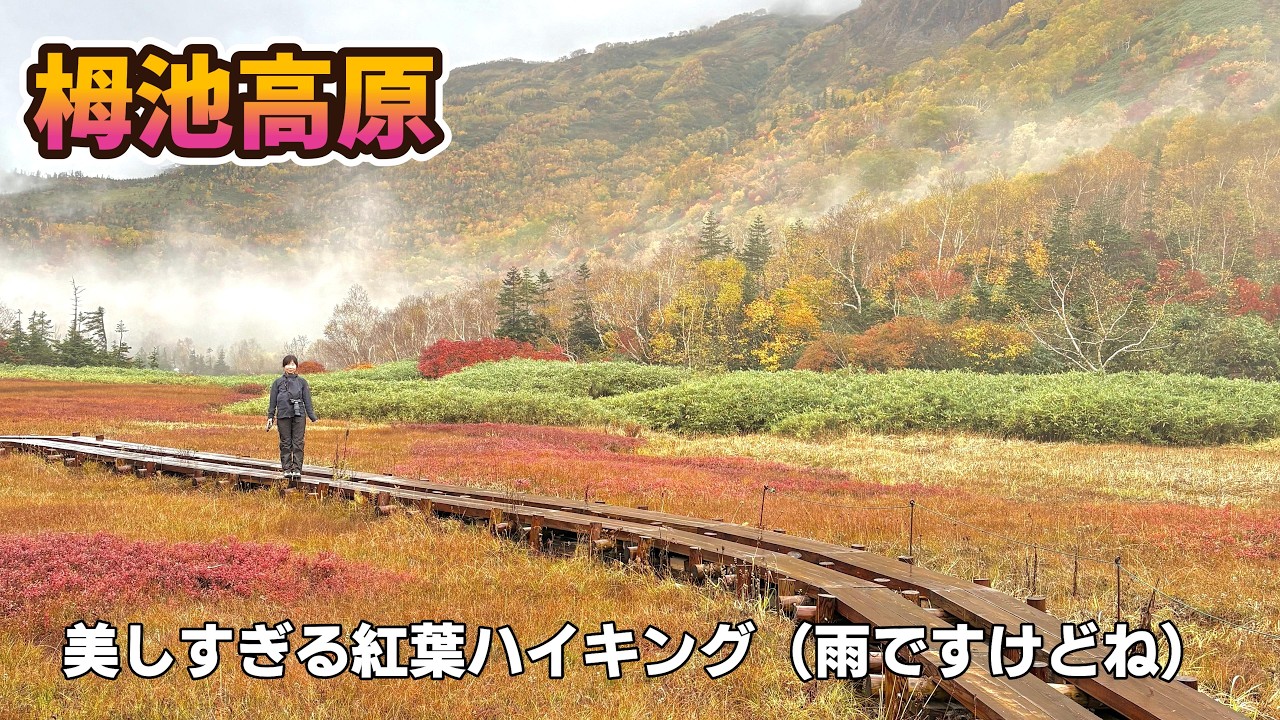 【栂池自然園】紅葉の当たり年！北アルプスの絶景に包まれる秋のハイキング🍁｜見頃の栂池高原を歩く