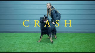 Crash the German Shepherd - Family protection Dog by Protection Dogs WorldWide 2,943 views 5 months ago 3 minutes, 25 seconds