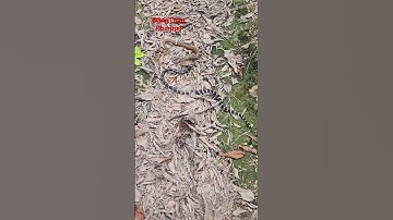 Cận,cảnh hai con răn quấn nhau tưởng răng mình là số một