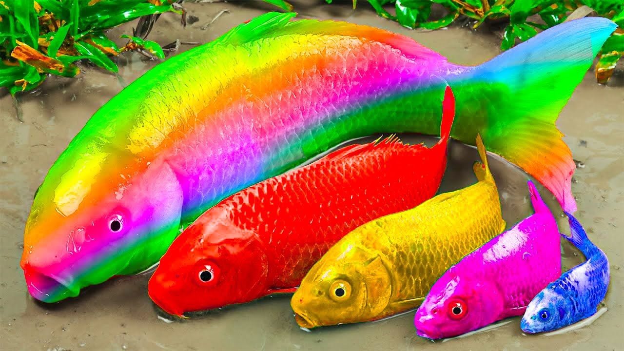 Tangkap ikan hias yang cantik di kolam: Ikan lele raksasa, Ikan pensil, Ikan guppy, Ikan aligator.