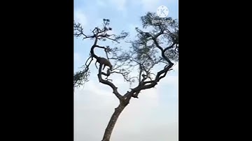 leopard attaking a monkey at tree top#shortsfeed #shorts #short