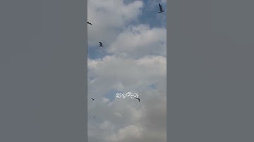 أَلَمْ نَشْرَحْ لَكَ صَدْرَكَ - سورة الشرح