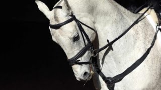 Graceful Elegance Unleashed: The Artistry of Lipizzan Horses | Explore the Legacy and Beauty ✨