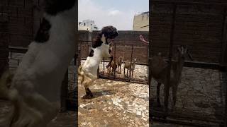 Fine goat farm Narsinghpur mo8085034077 #bakaramandi #youtube #india #instagram #goat #bakar #got