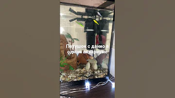 Петушок с Данио
