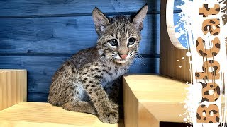 LYNX DREAM. Bobcat came into our family!