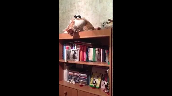 Watch the video about Cornish Rex Garfield playing FUNNY!!!