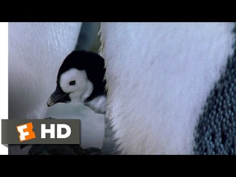 March of the Penguins (3/4) Movie CLIP - Family Reunion (2005) HD