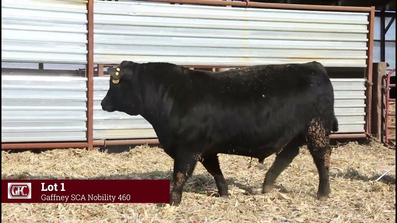Lot 1 Gaffney Nobility 460