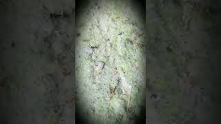 Yung Langgam Kana Nga Linanggam Ka Pa???? Hirap Ng Buhay..