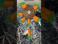 carrot throw #trending #carrot video