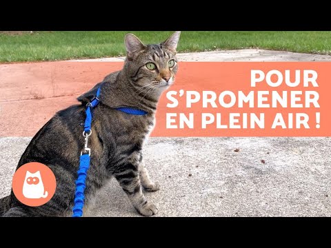 Vidéo: Vous voulez promener votre chat en laisse? Voici comment et où se promener