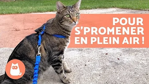 Comment apprendre à un chat à marcher en laisse ?