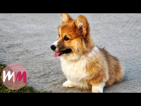 Video: Is It Worth Getting A Dog - Pomeranian